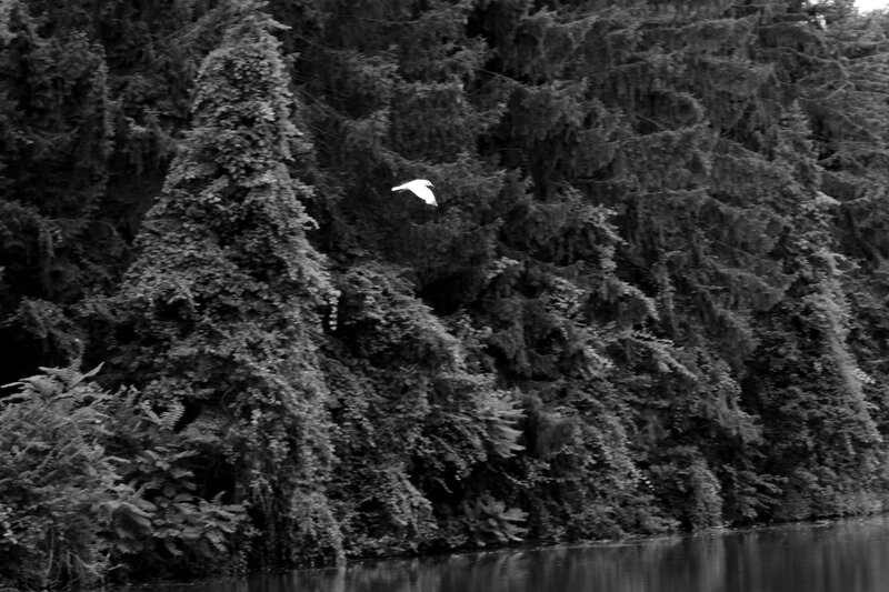 White Bird Flying — Black, Serene