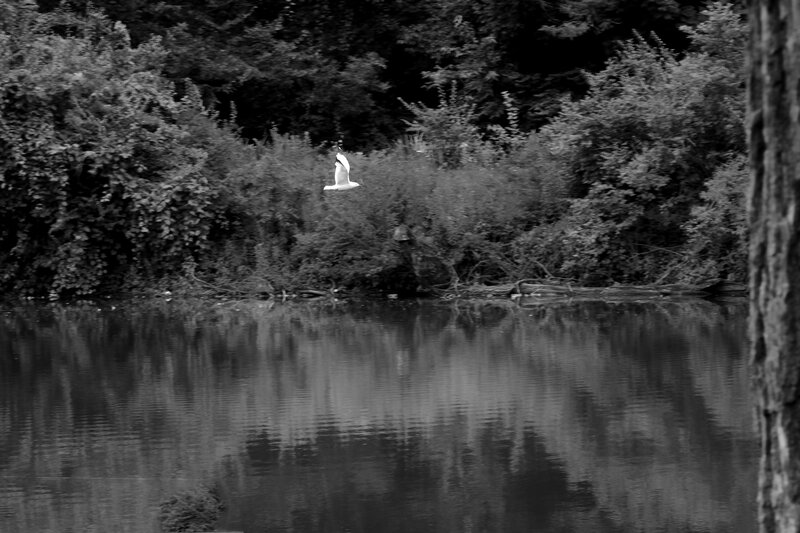 White Bird Flying — Black