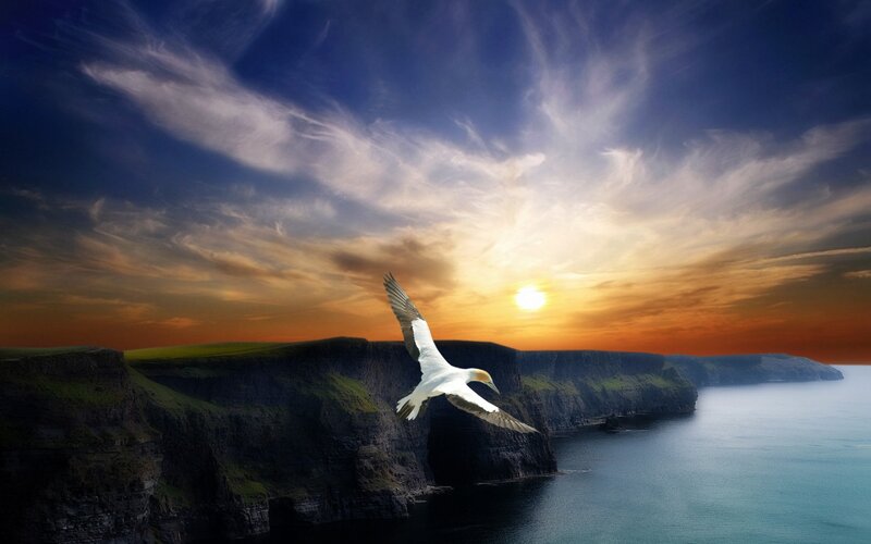 White Bird Flying — Blue, Dramatic