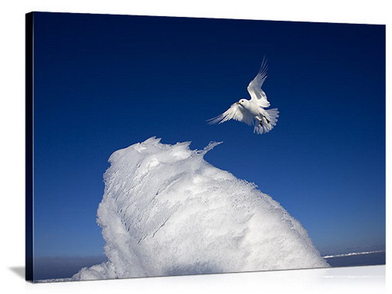 white bird flying over ice