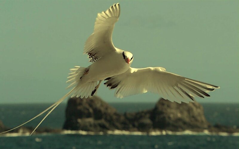 white bird flying over ocean