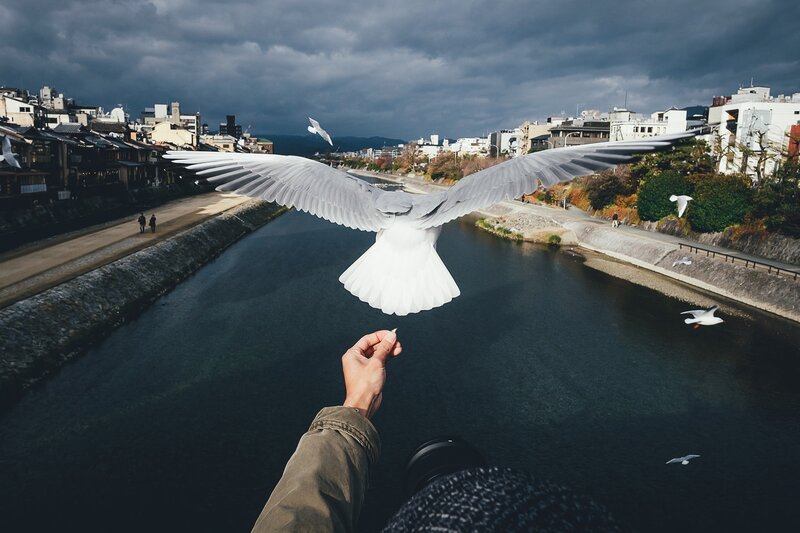 White Bird Flying over River