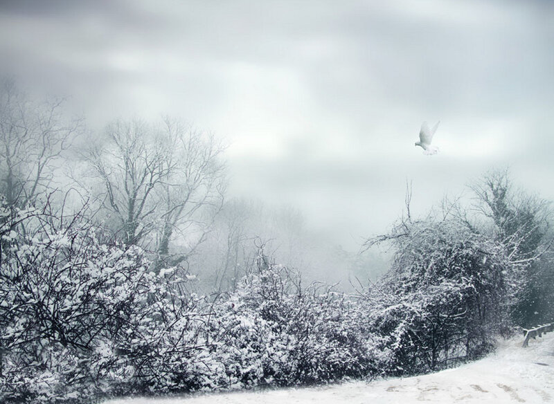 White Bird Flying over Snow