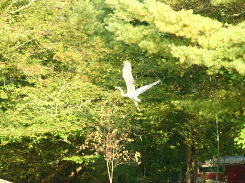 white bird flying over trees