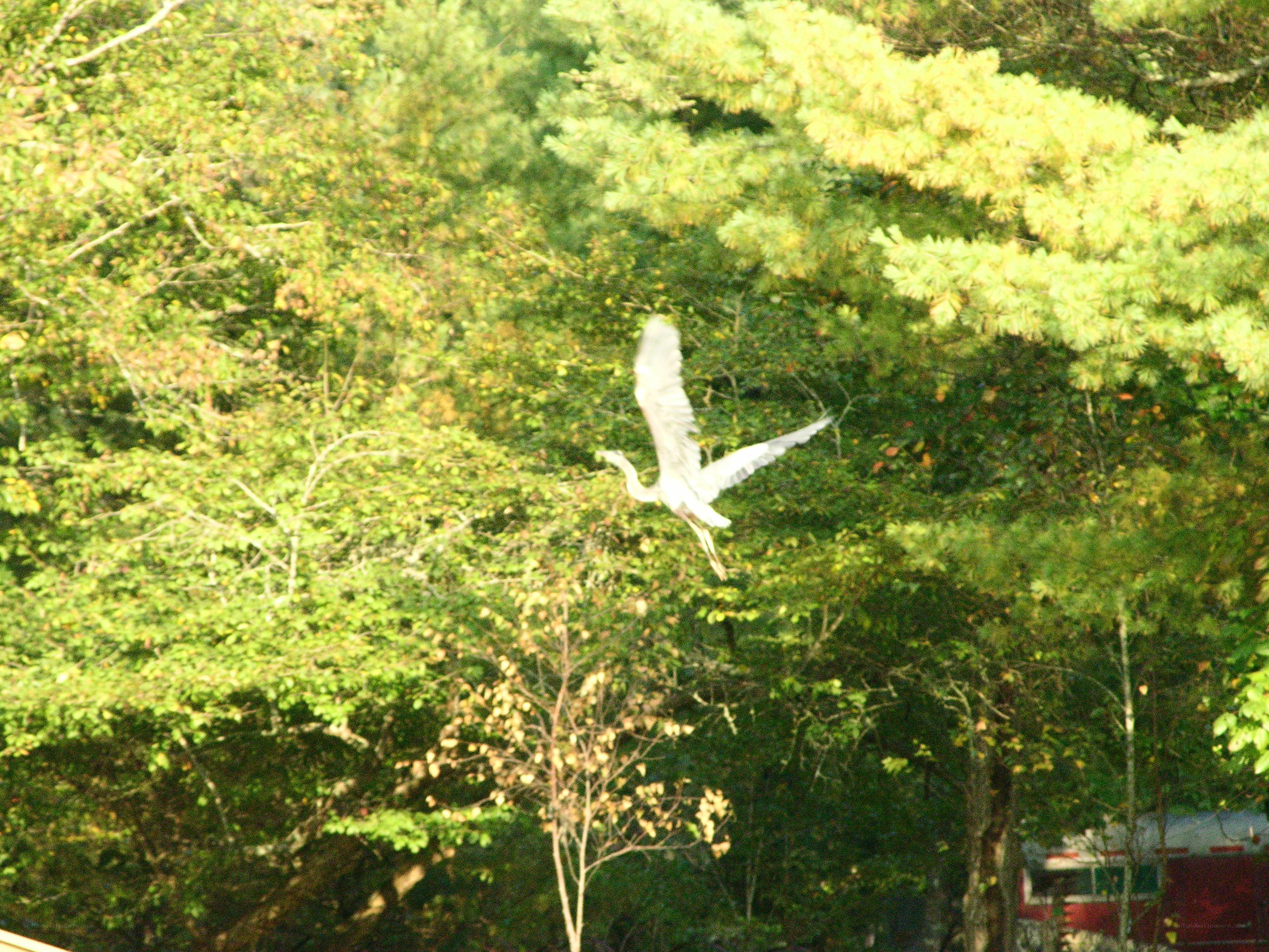 white bird flying over trees