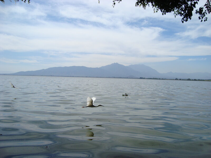 White Bird Flying over Water — Blue