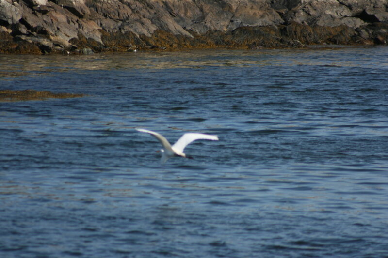 white bird flying over water