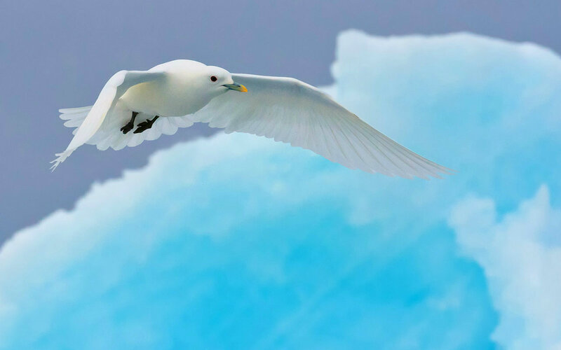 White Bird Flying — Serene