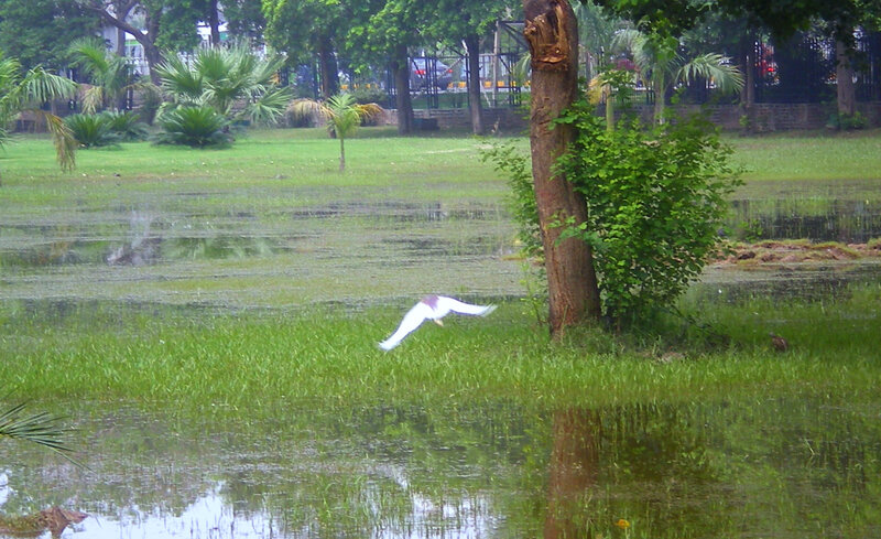 White Bird Flying