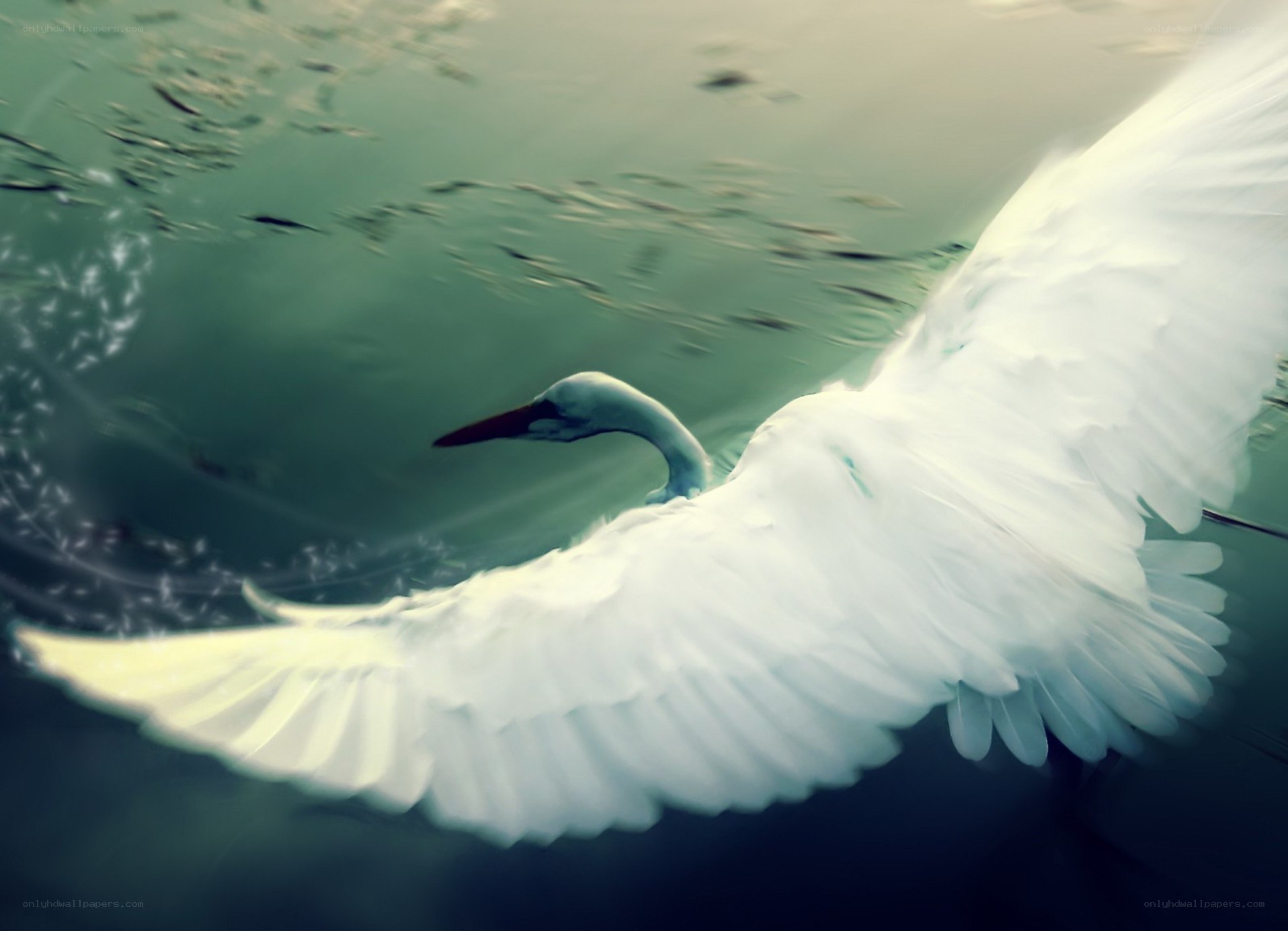 White bird flying underwater