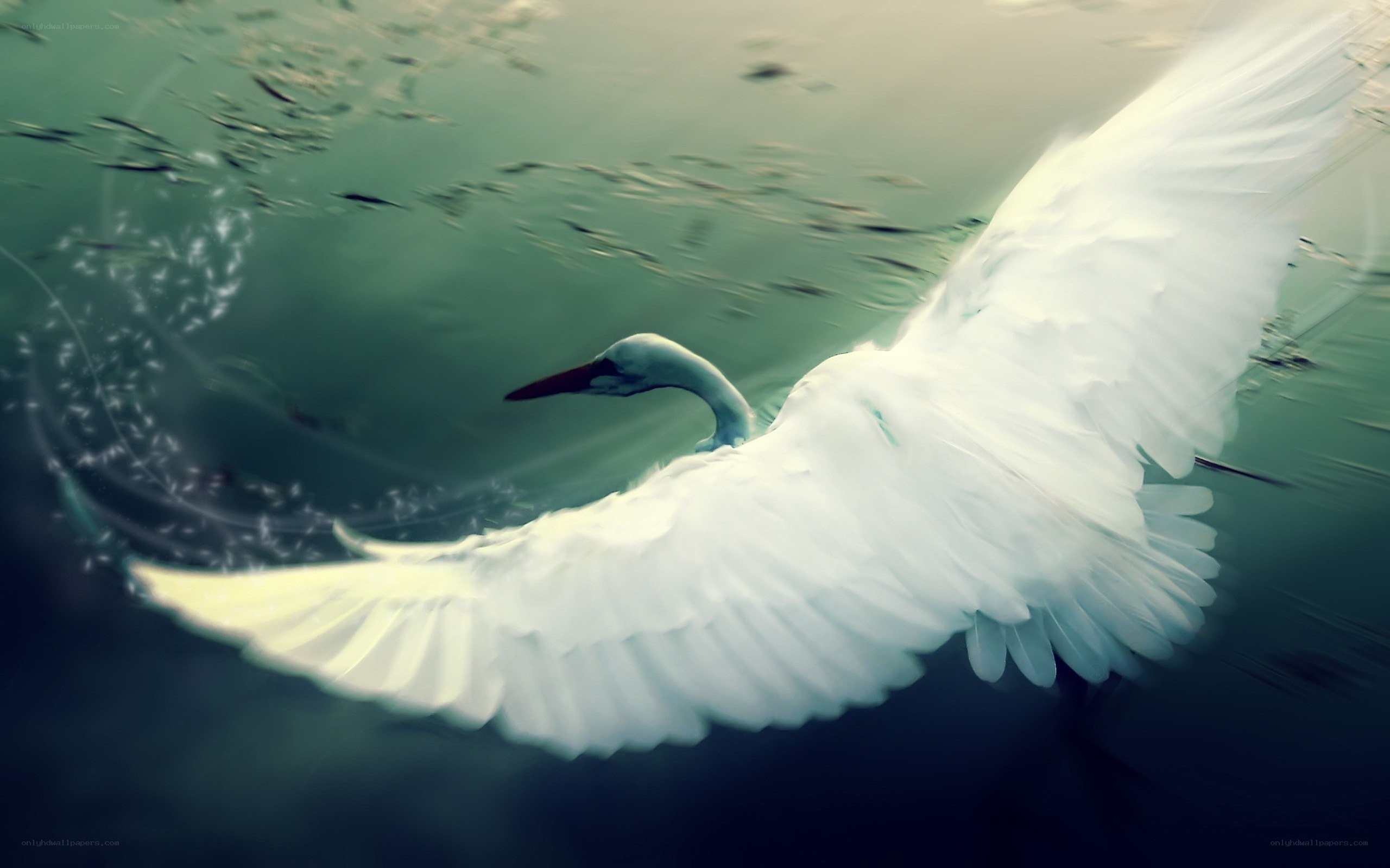 White bird flying underwater