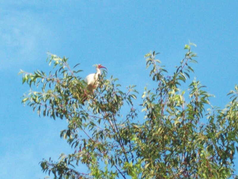 White bird in a tree