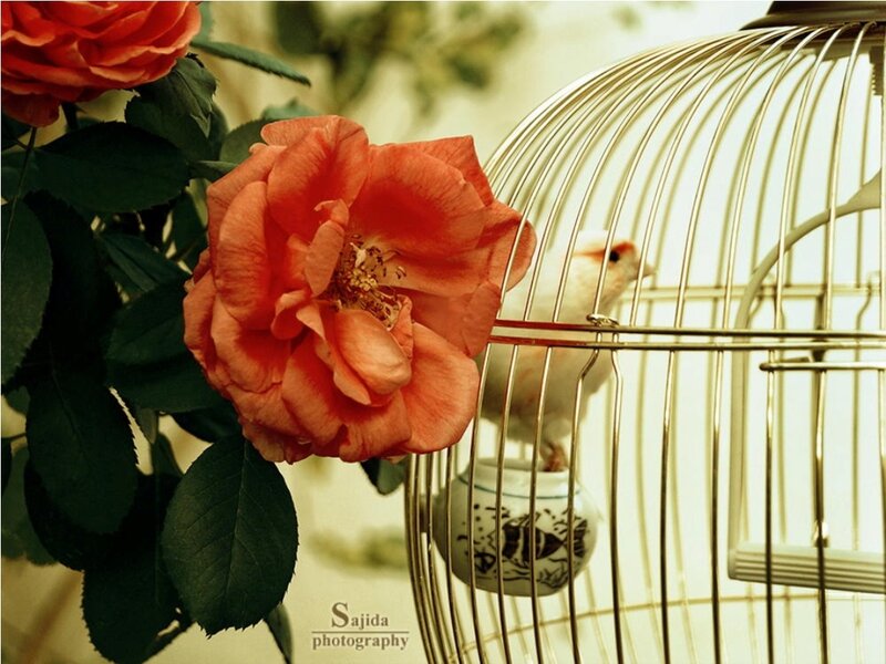 White Bird in Cage
