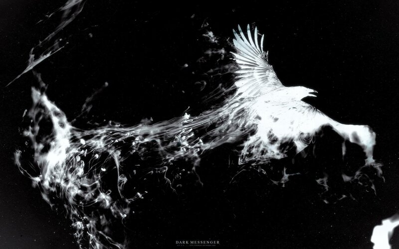 white bird in dark space