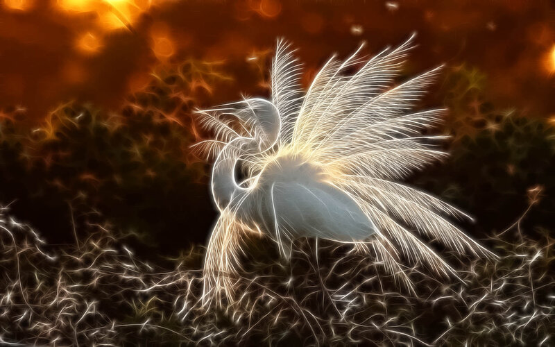 White Bird in Feathers