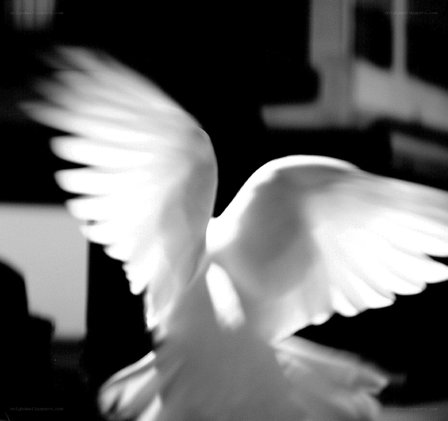 White bird in flight