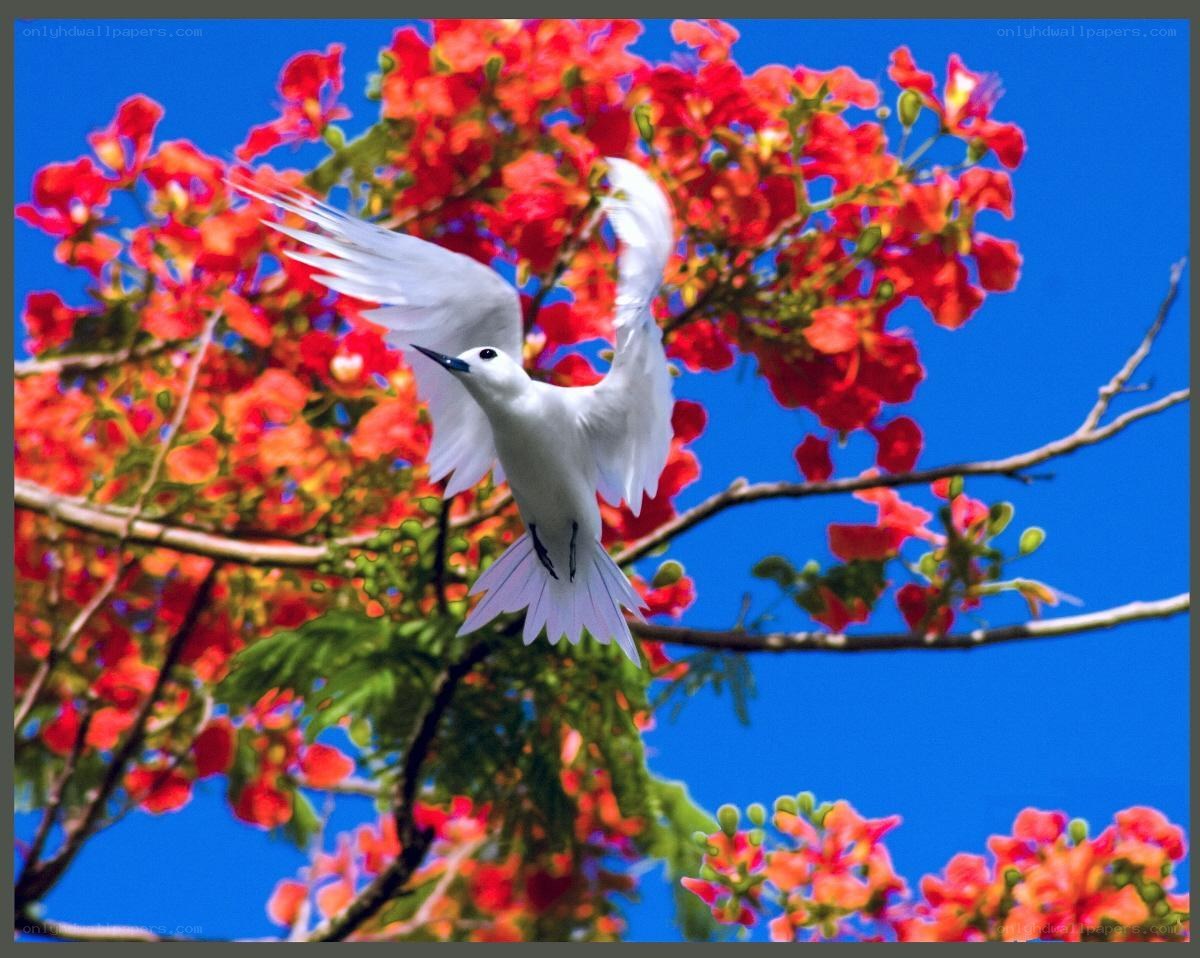 white bird in flight