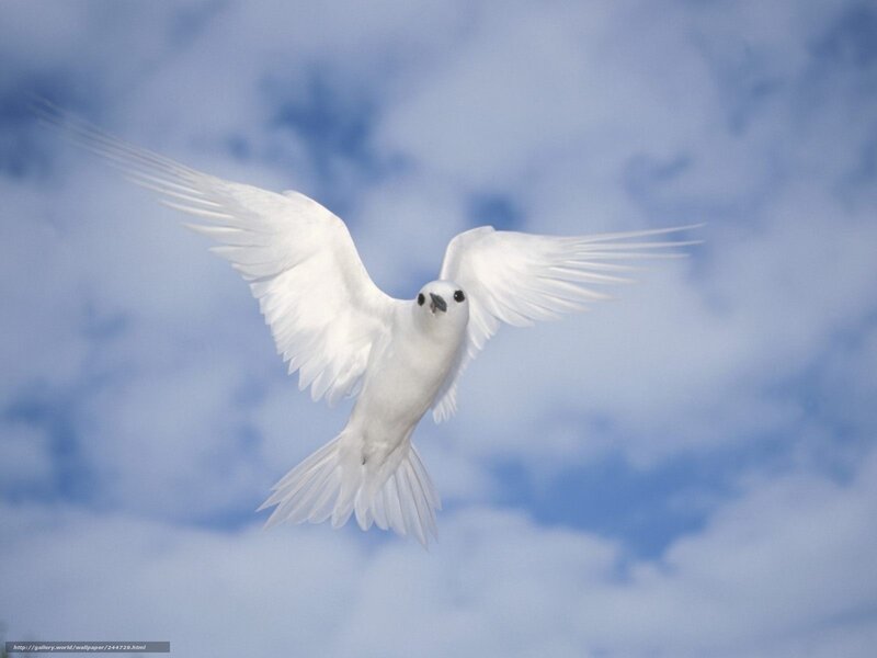 white bird in flight