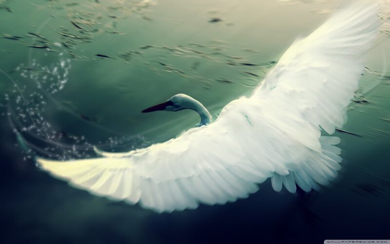 white bird in flight