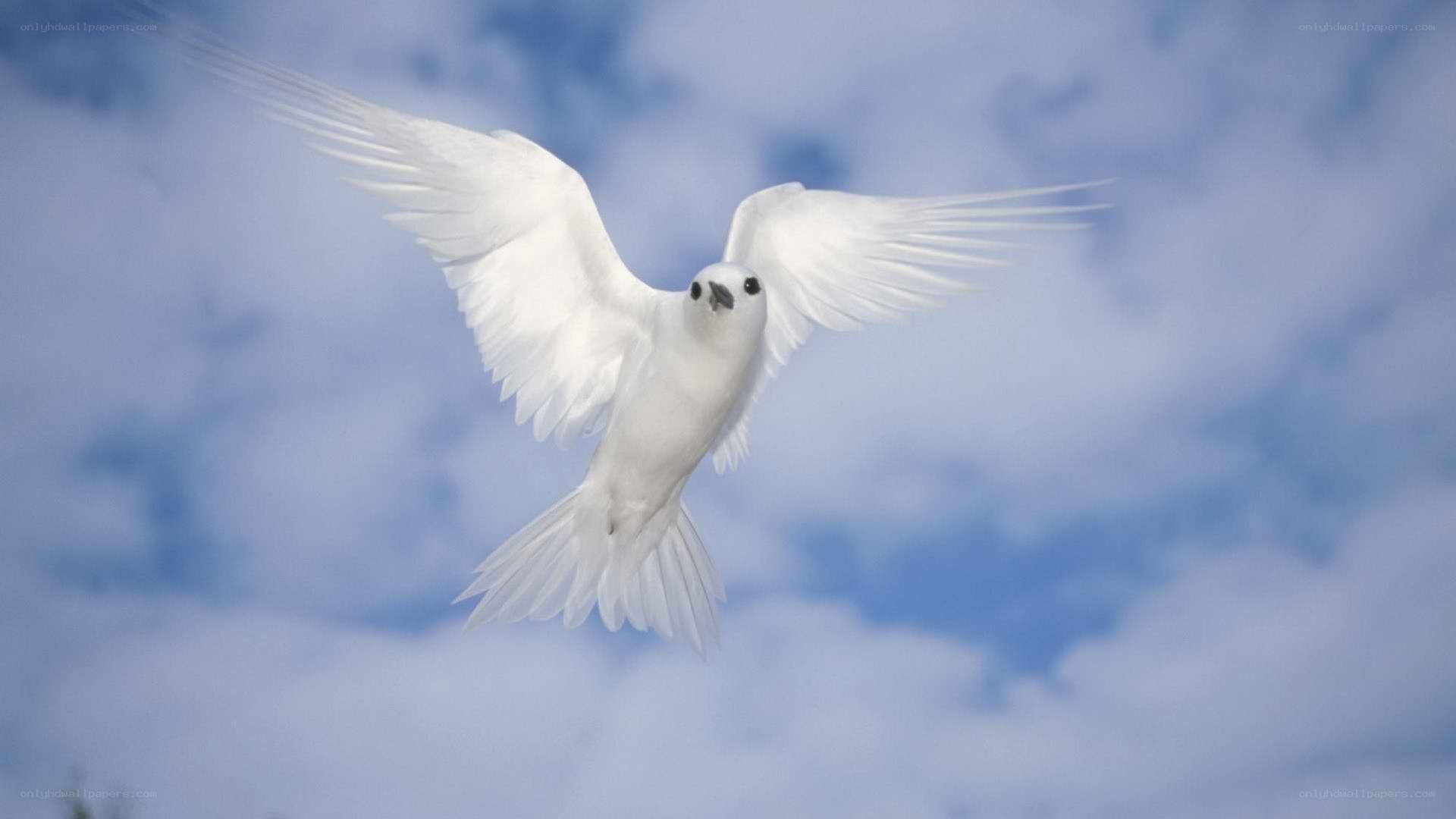 white bird in flight