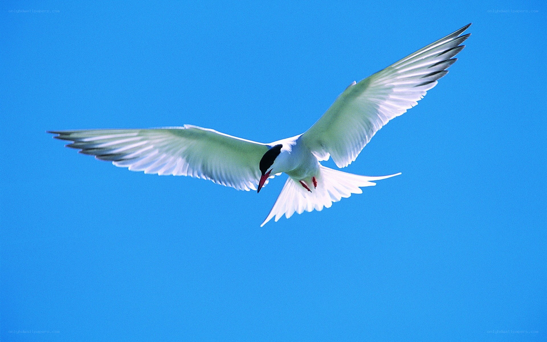 white bird in flight