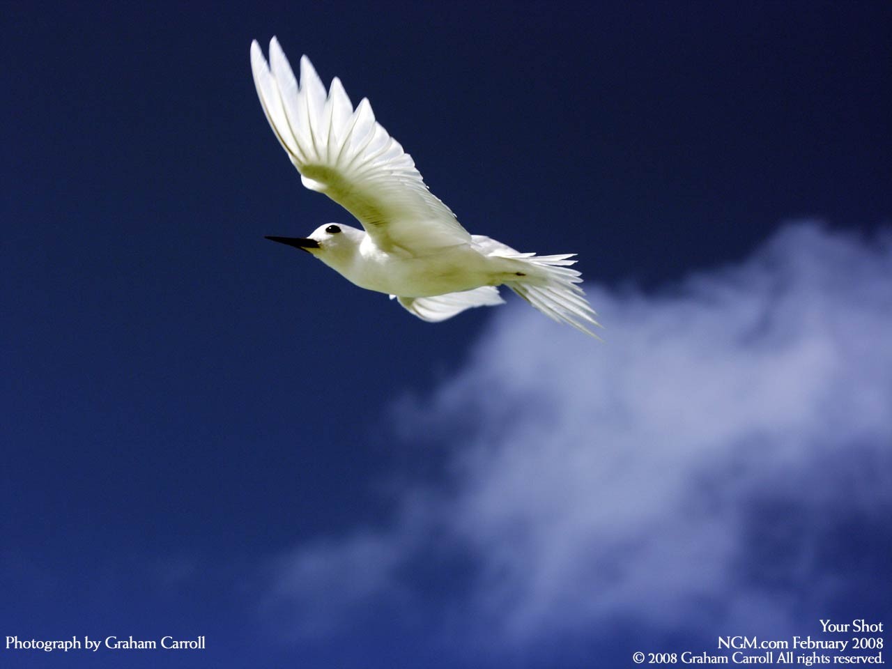 white bird in flight