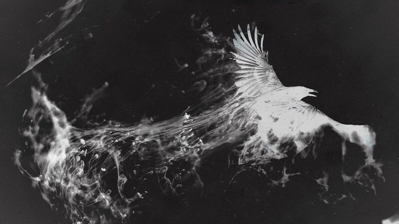 White Bird in Flight — Black, Dramatic