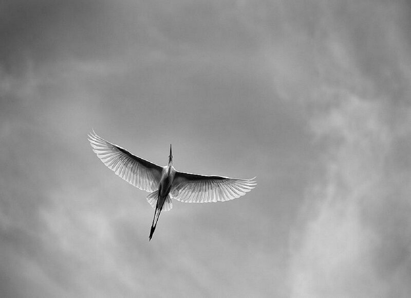 White Bird in Flight — Black, Serene