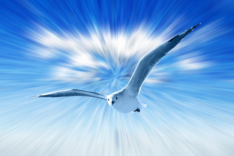 White Bird in Flight — Blue, Dynamic