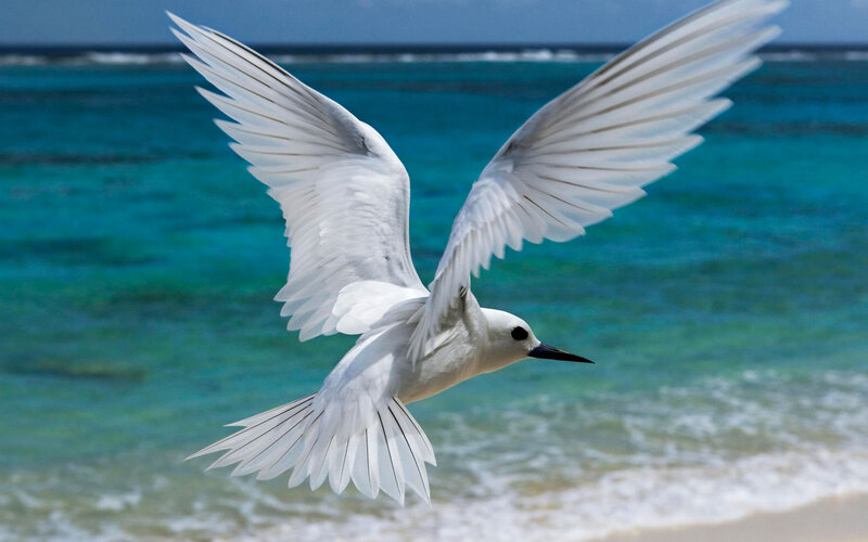 White Bird in Flight — Blue, Serene, Afternoon
