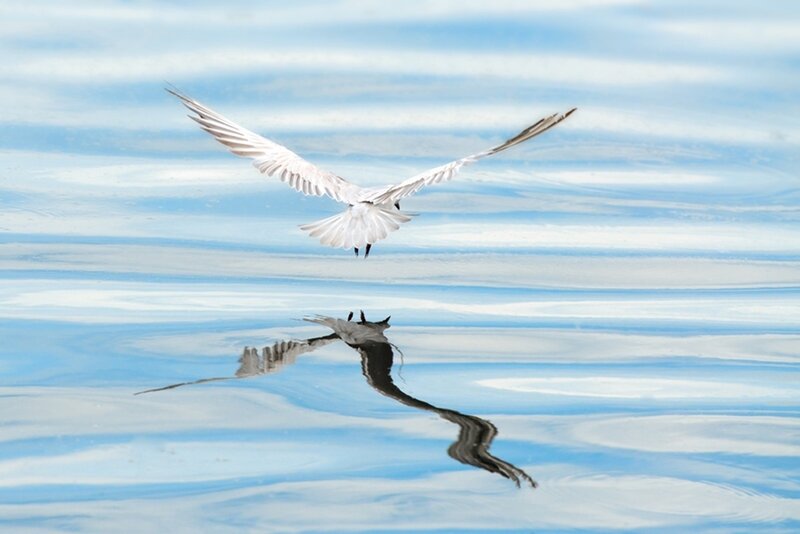 White Bird in Flight — Blue, Serene, Photograph