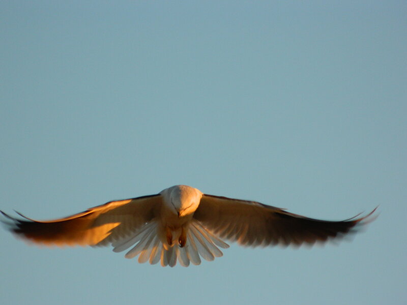 White Bird in Flight — Blue, Serene, Sunset