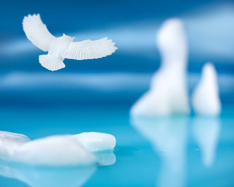 White Bird in Flight — Blue, Serene
