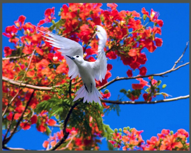 White Bird in Flight — Blue, Vibrant