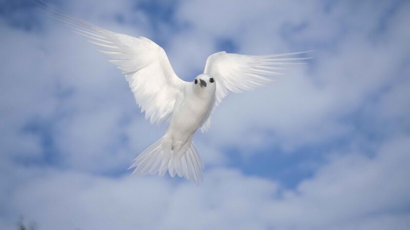 White Bird in Flight — Clouds