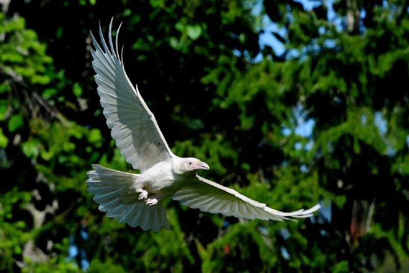 White Bird in Flight — Natural
