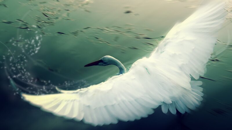 White bird in flight over water