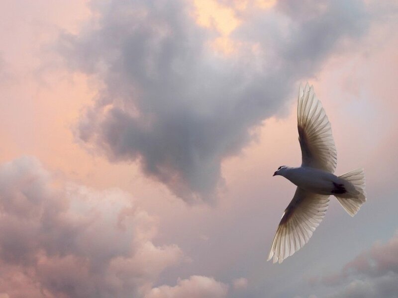 White Bird in Flight — Pink