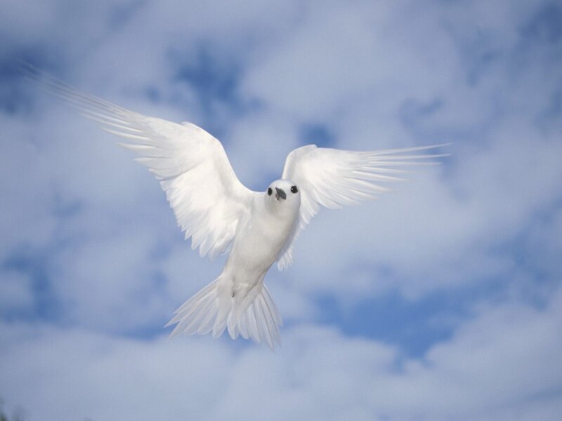 White Bird in Flight — Serene, Photograph, Sky, Clouds