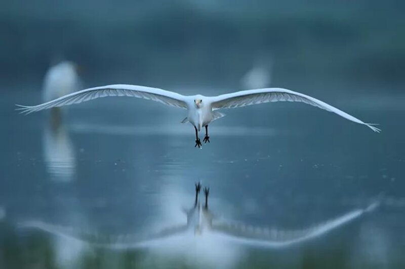 White Bird in Flight — Serene, Photograph, Water