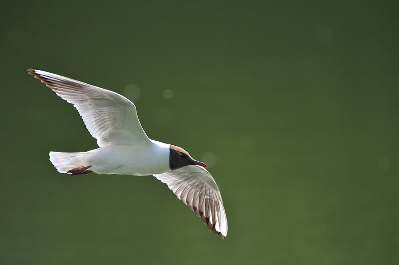 White Bird in Flight — Serene, Photograph, Wings, Green Background