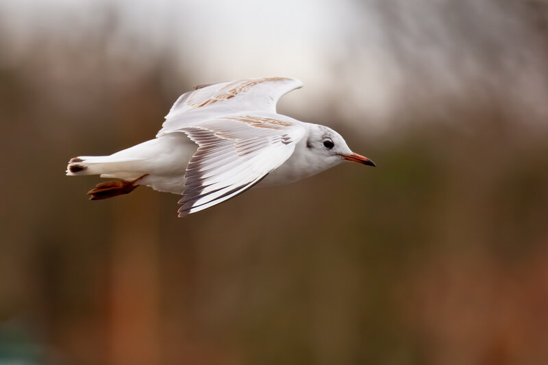 White Bird in Flight — Serene, Photograph, Wings