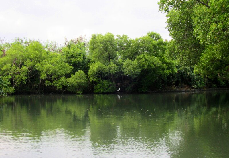 White Bird in Mangrove