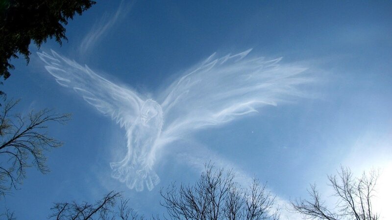 White Bird in Sky — Blue