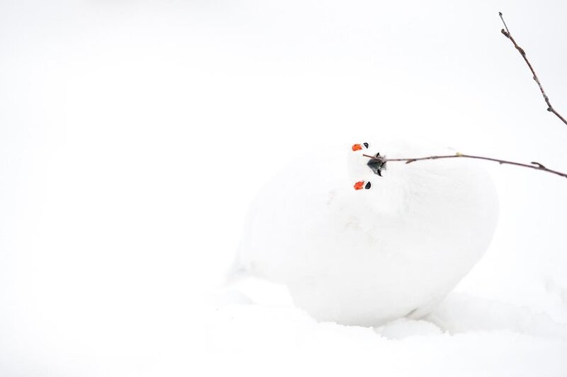White bird in snow