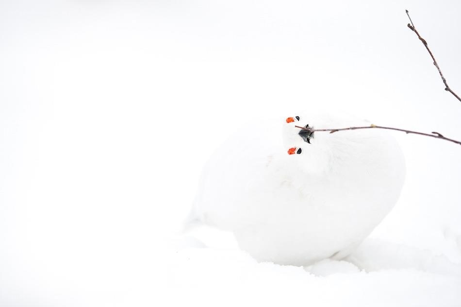White bird in snow