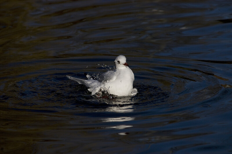 White Bird in Water — Dramatic