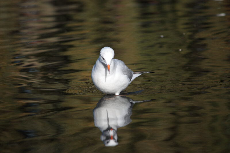 White Bird in Water