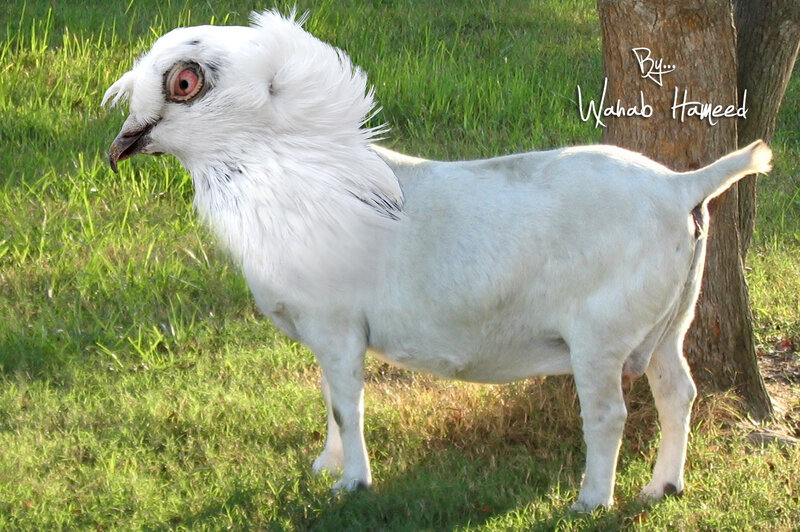 White Bird-like Goat