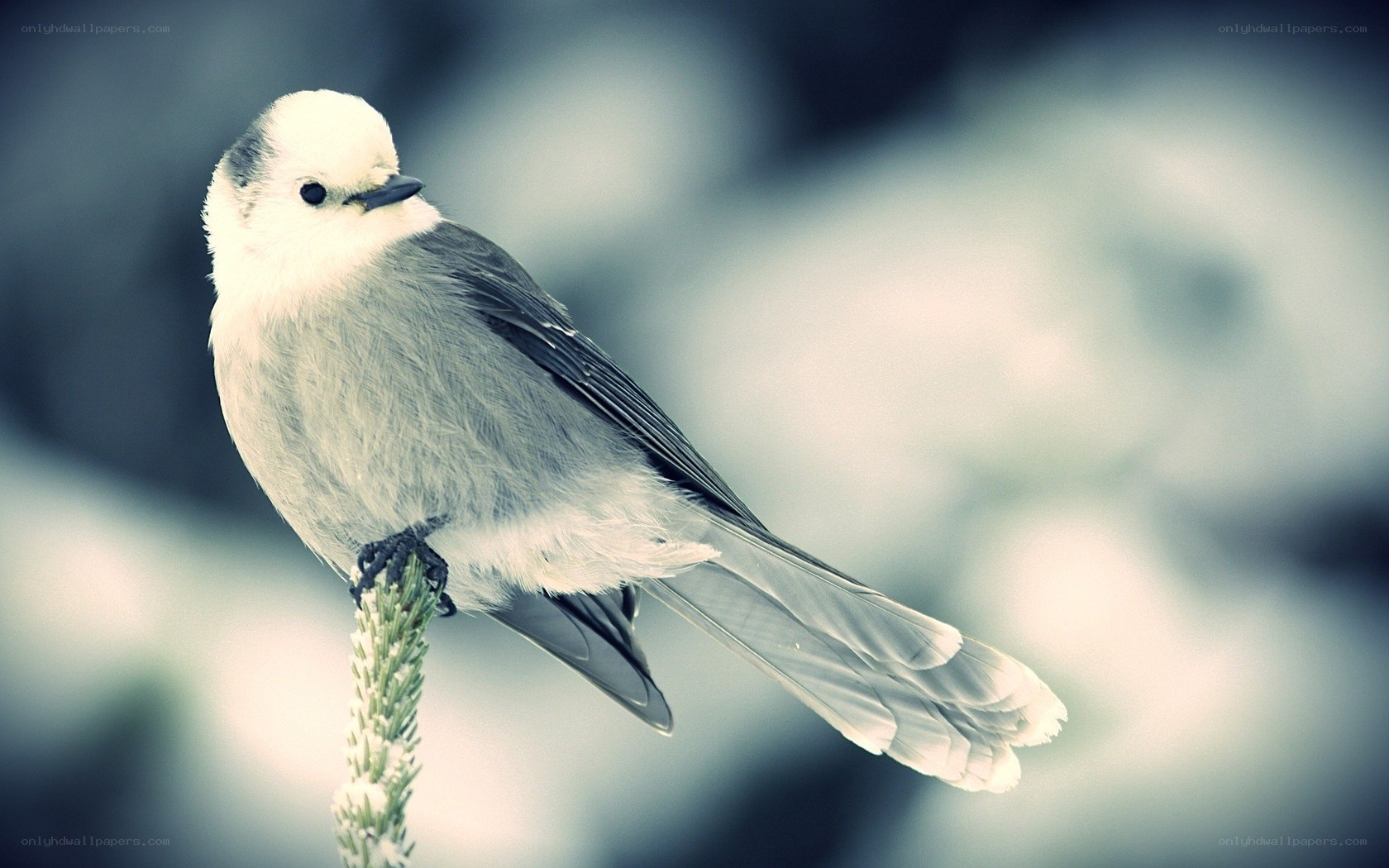 white bird on a branch
